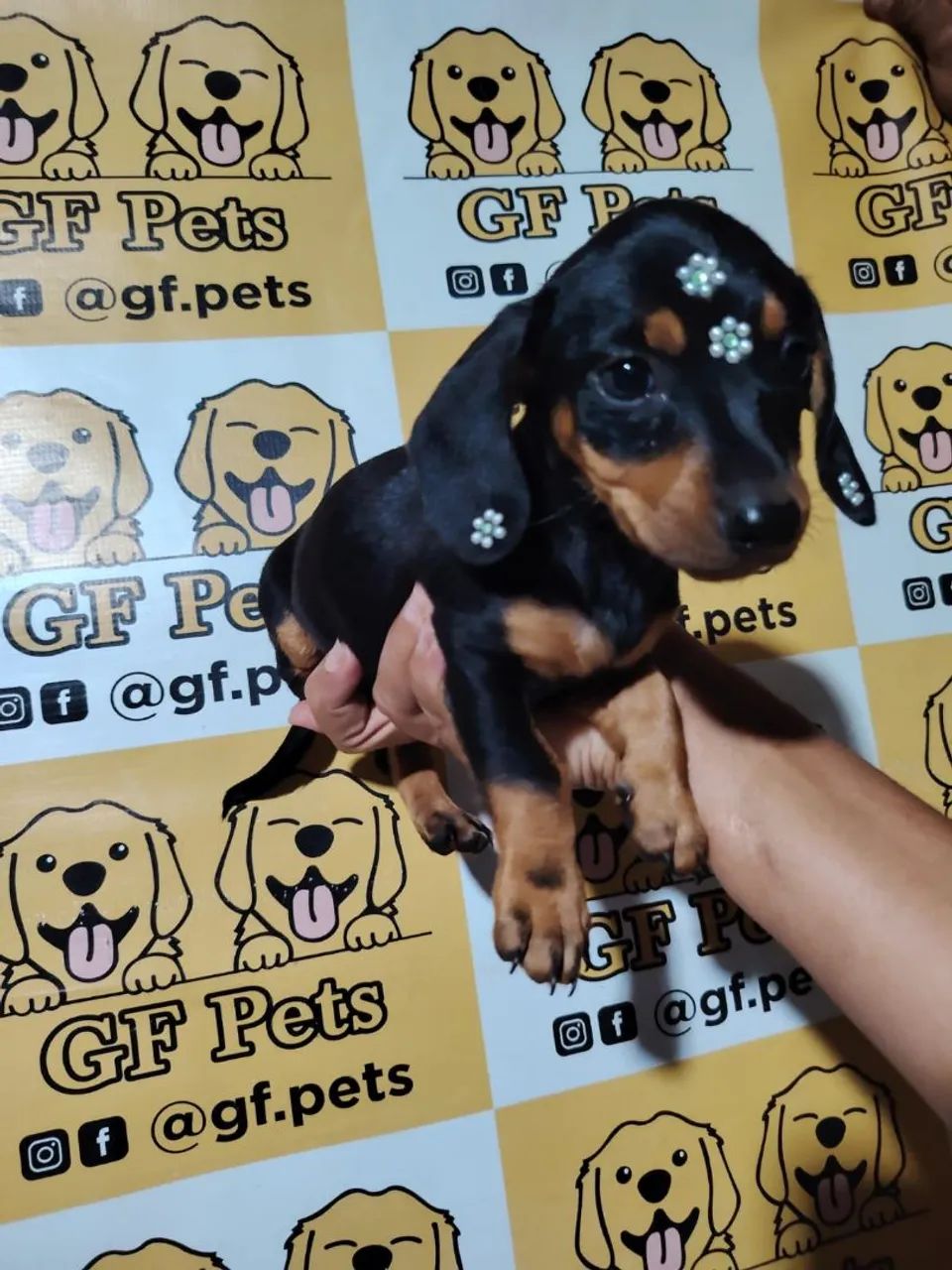 Teckel Dashchund salsicha cofap micro e padrao - Foto 4