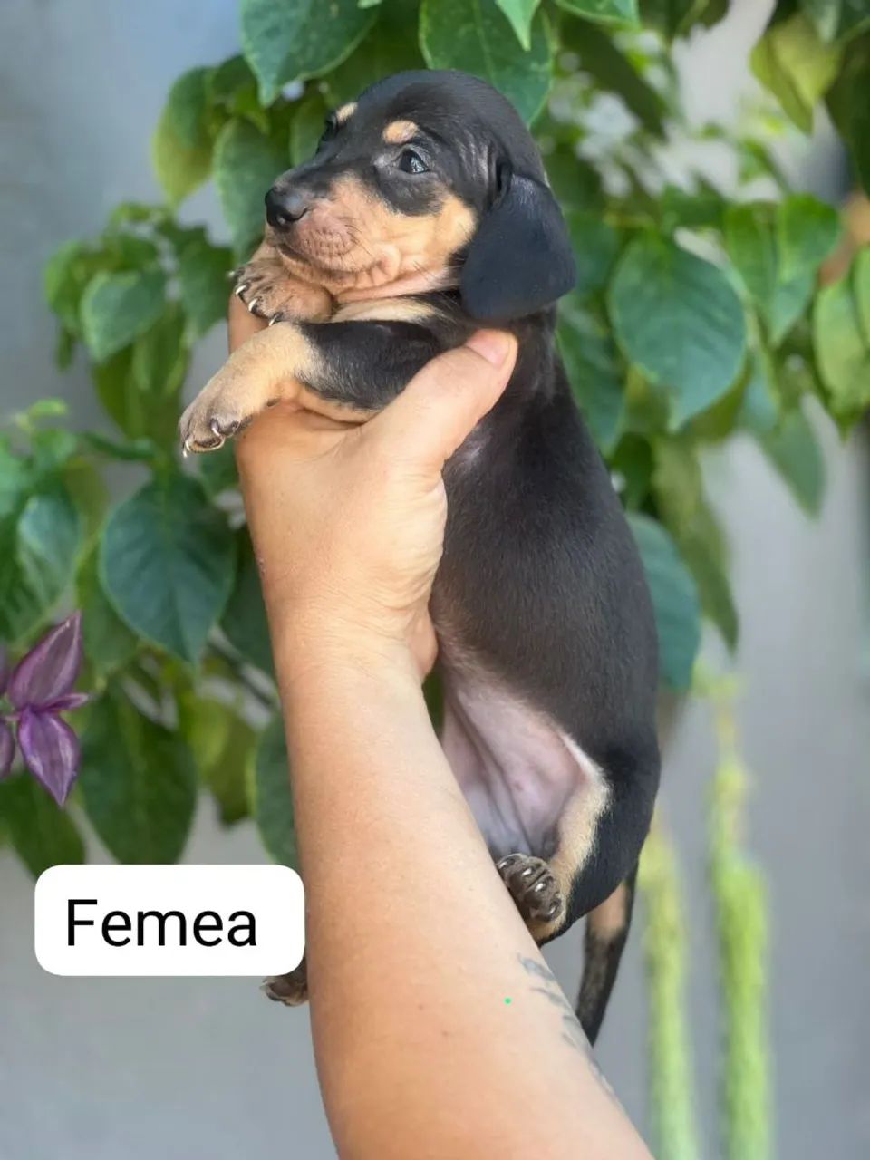 Filhotes Daschund linguicinha 