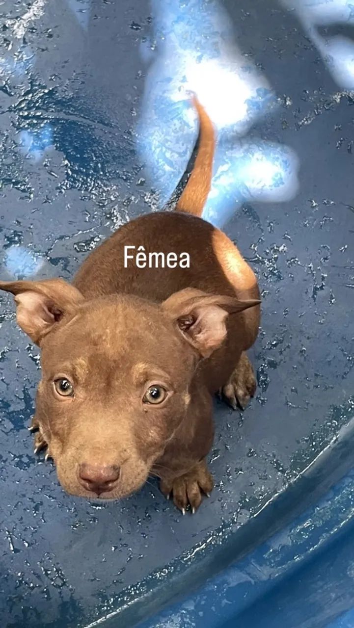 Vendo pitbull puro 