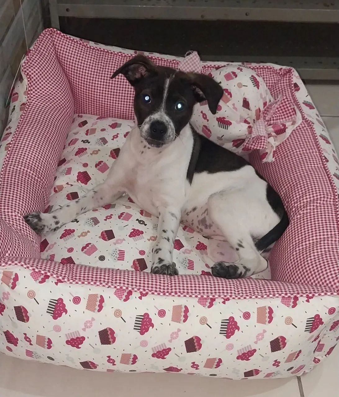 Doação de cachorro  - Foto 3