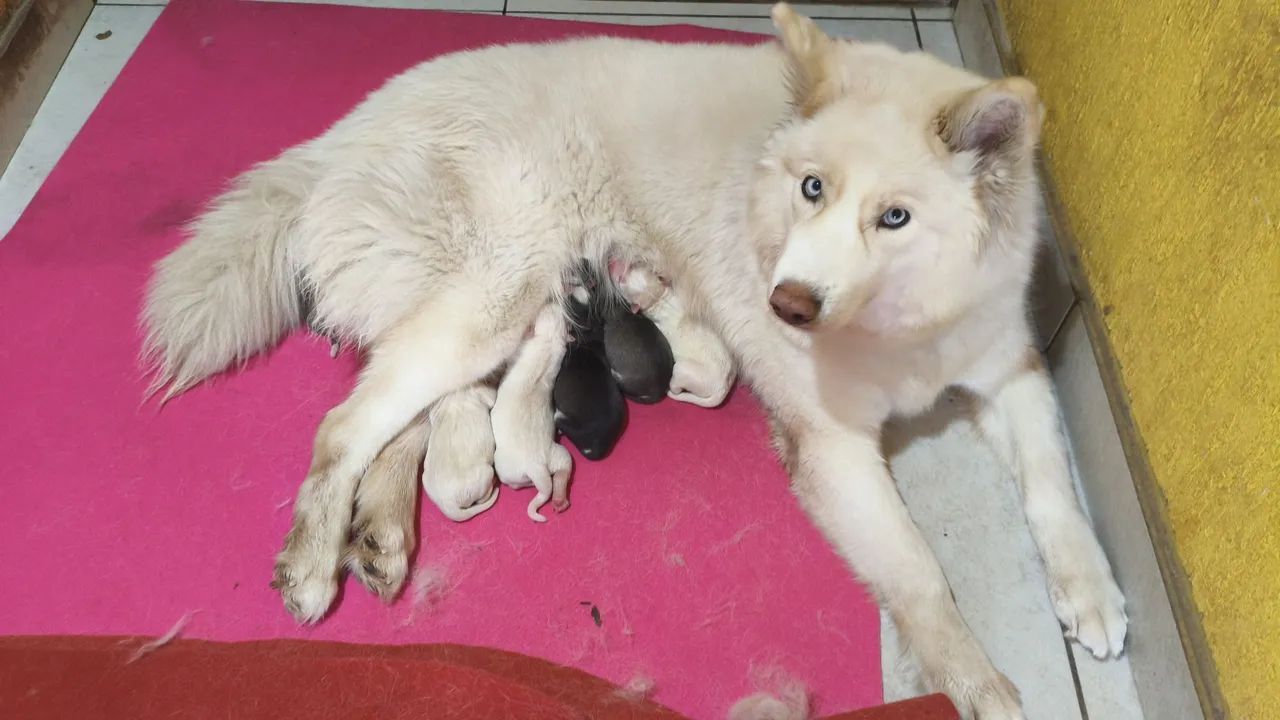 Filhotes de husky siberiano  - Foto 2