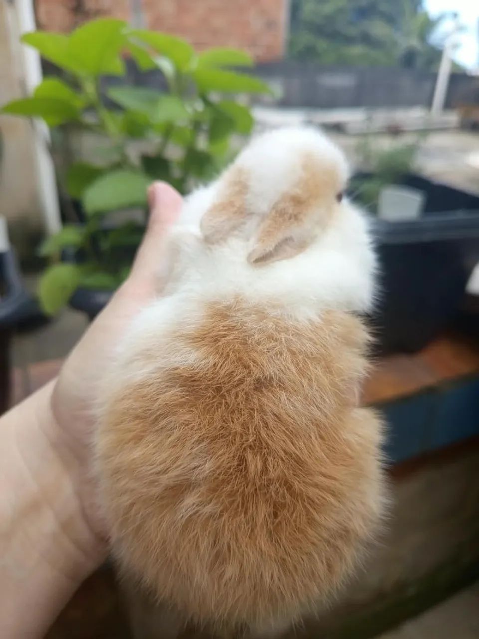 Mini coelhos - Netherland Dwarf - Foto 2