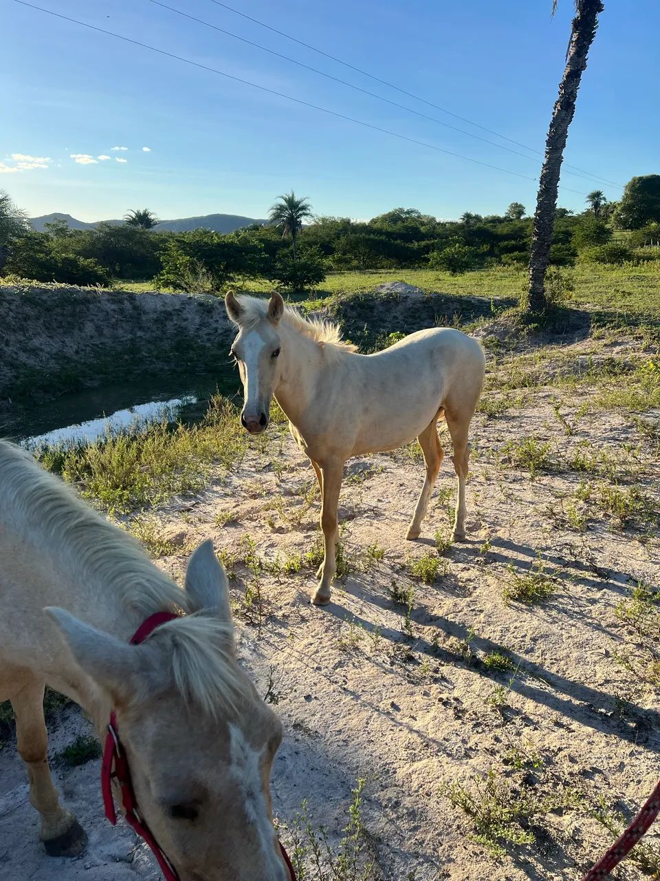 Pordo à venda  - Foto 3