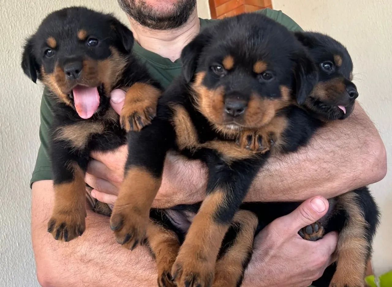 Cachorro  - Foto 2