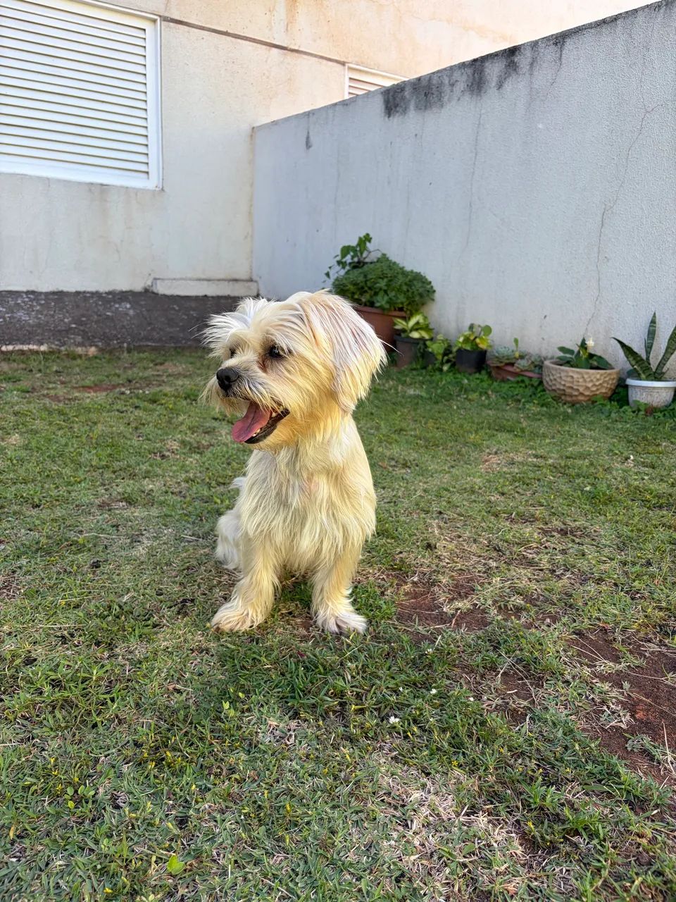 Adoção responsável! - Foto 2