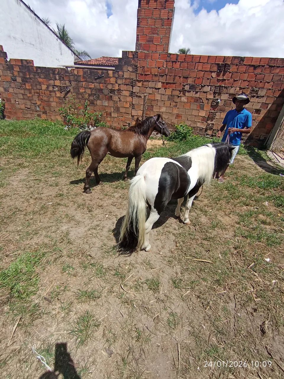 Pônei fêmea  - Foto 5