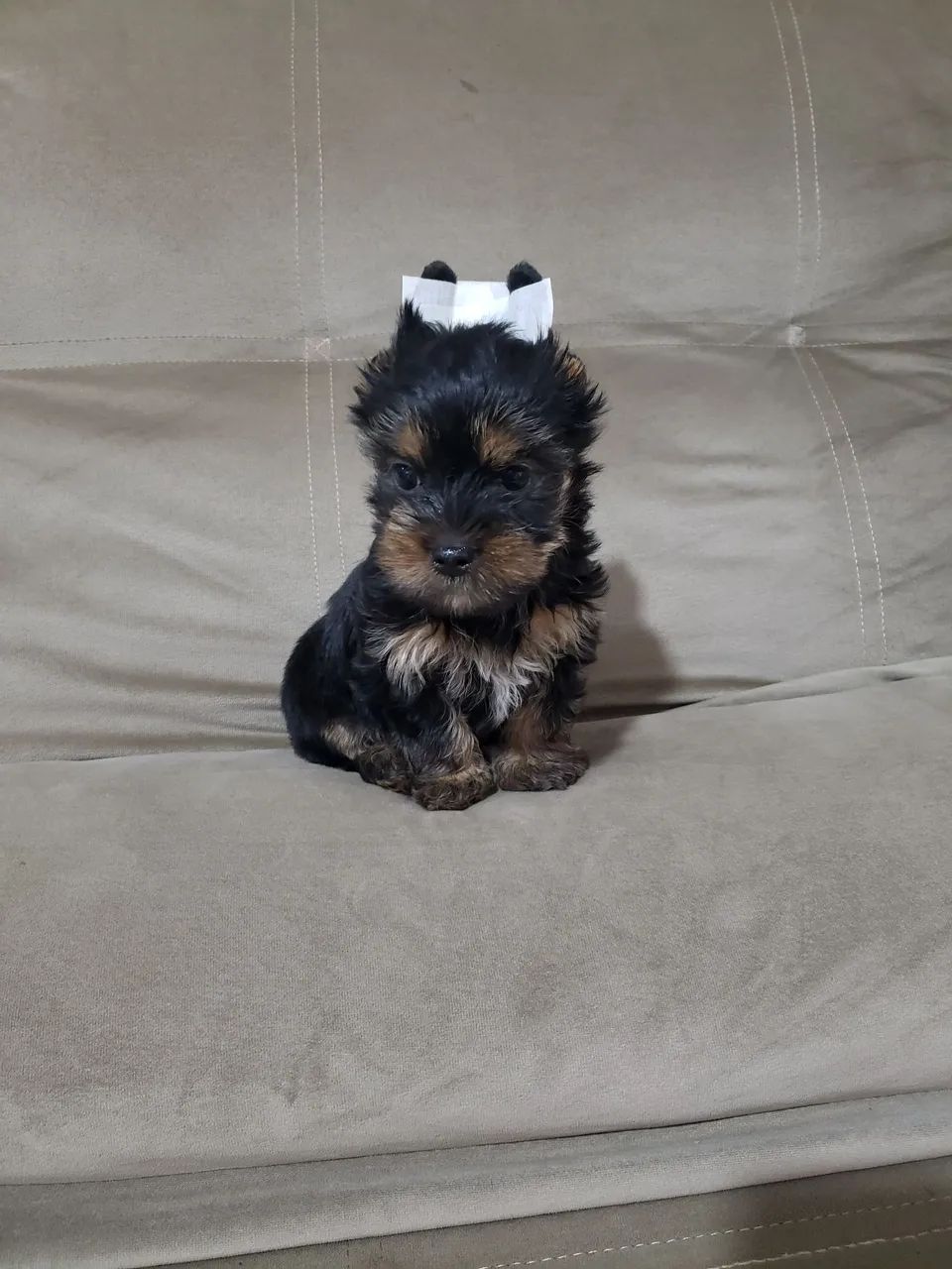 Lindo Yorkshire machinho mini 