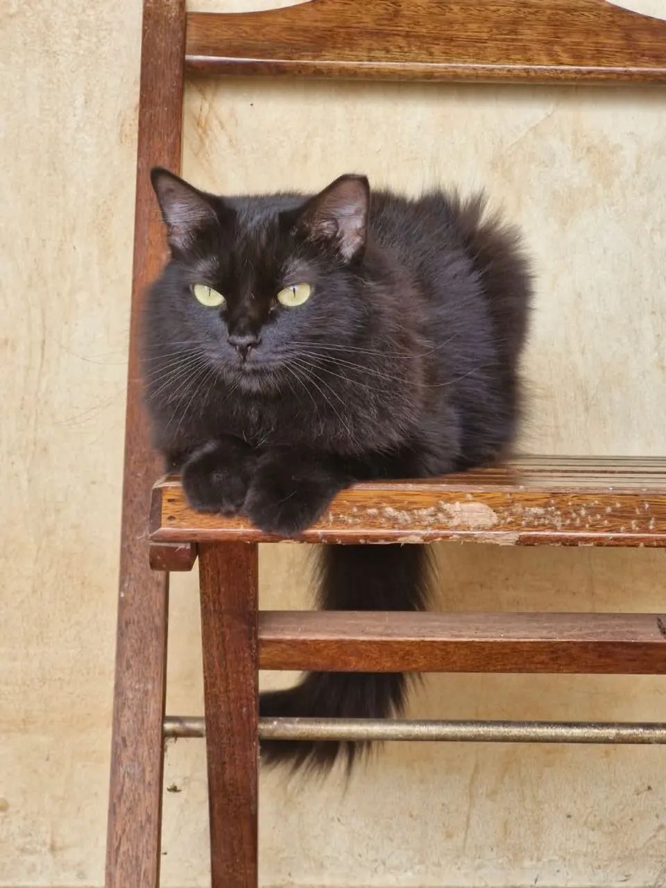 Gata para Adoção!