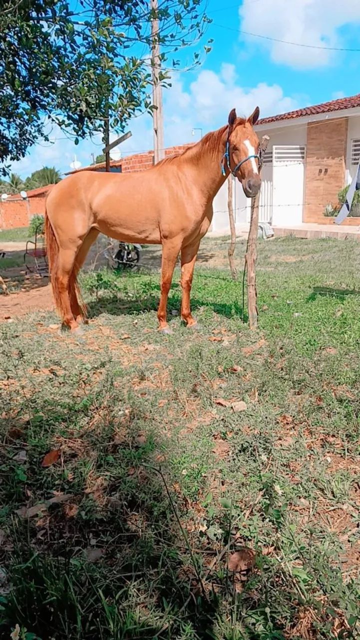 Potra para vender! - Foto 5