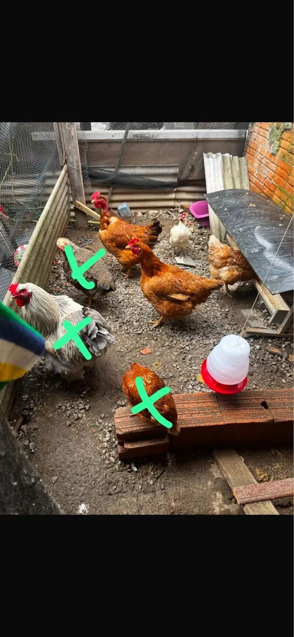 Galinhas e galos e patos  - Foto 5