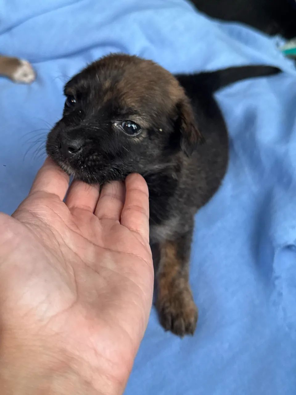 Bebezinho pra adoção 