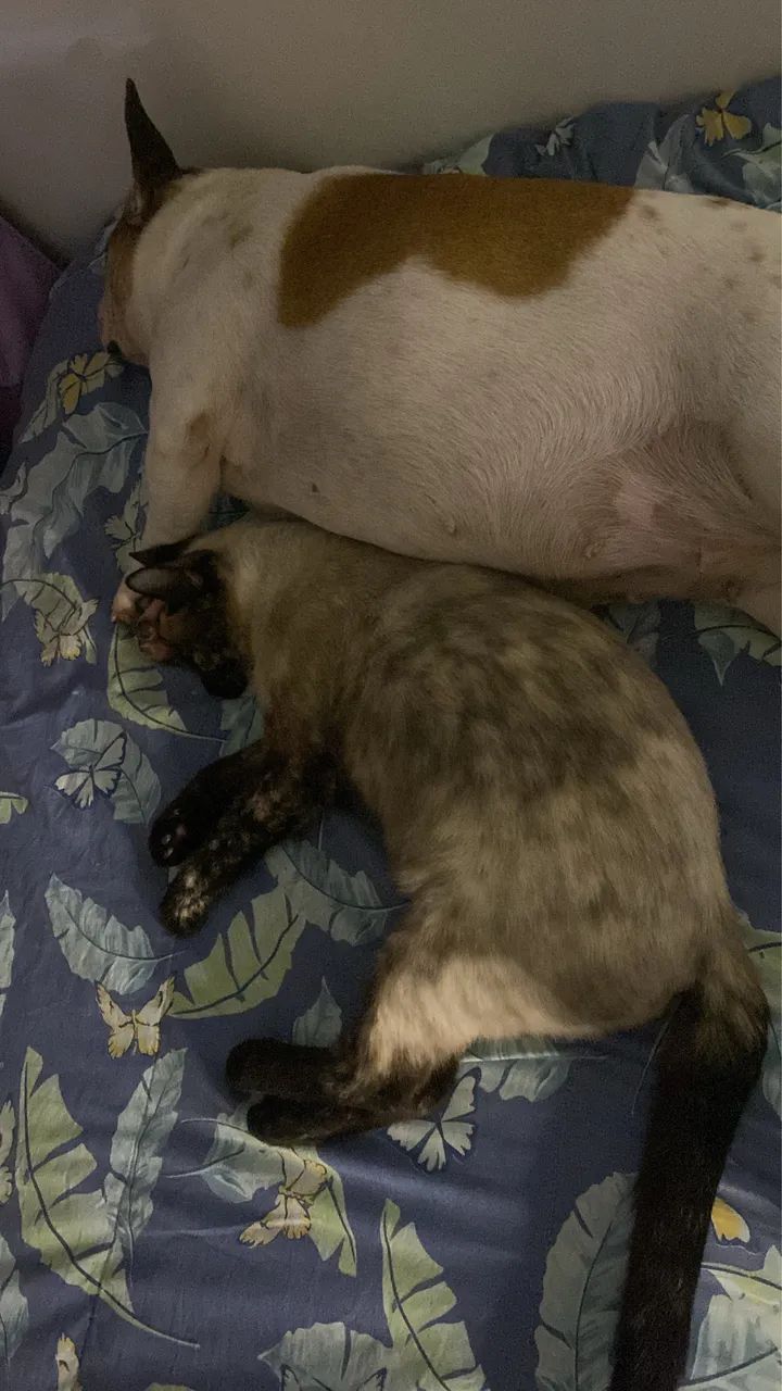 Adoção responsável  - Foto 2