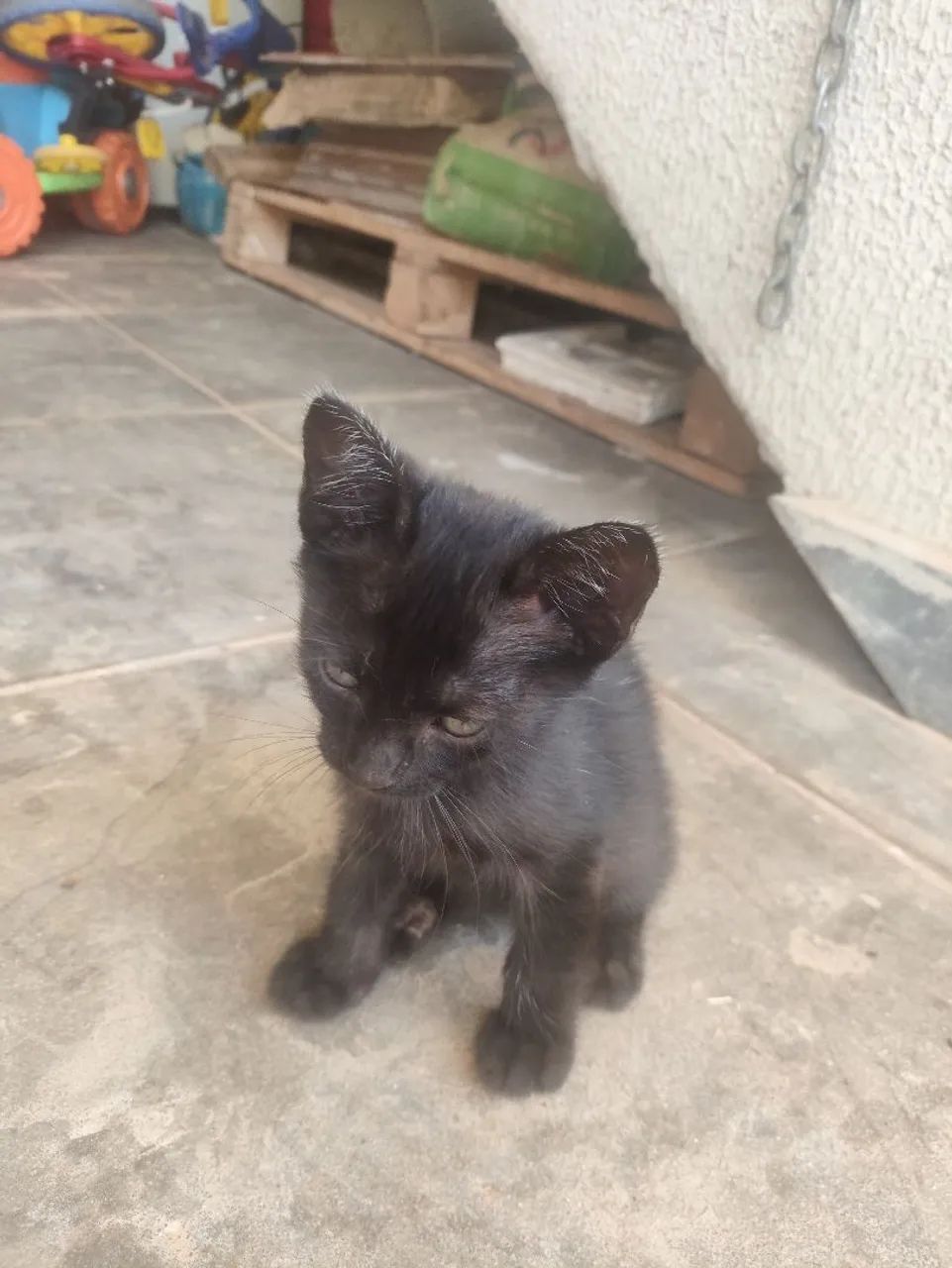 Doação Gatinho macho  - Foto 3