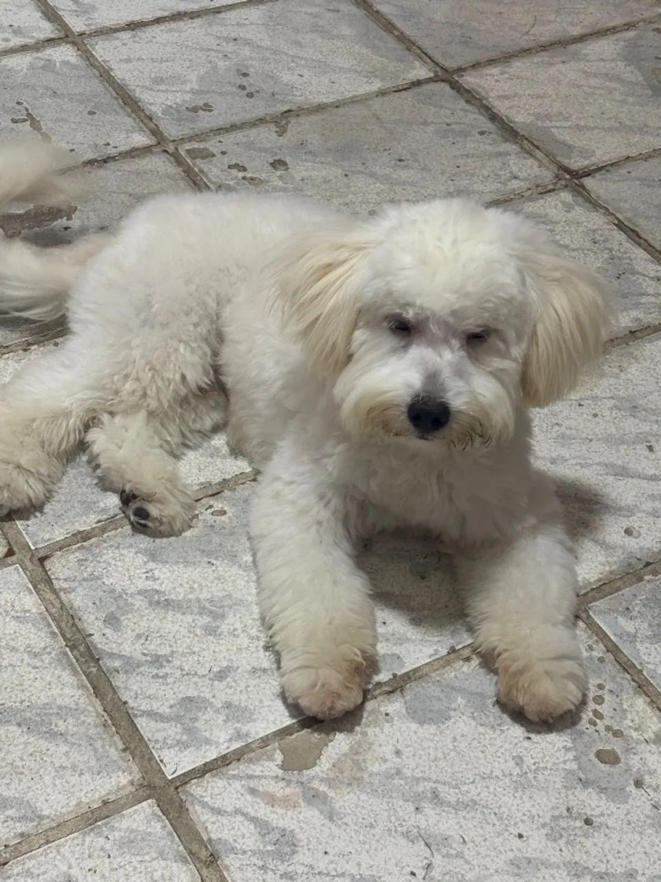 Vende-se cachorro poodle - Foto 3
