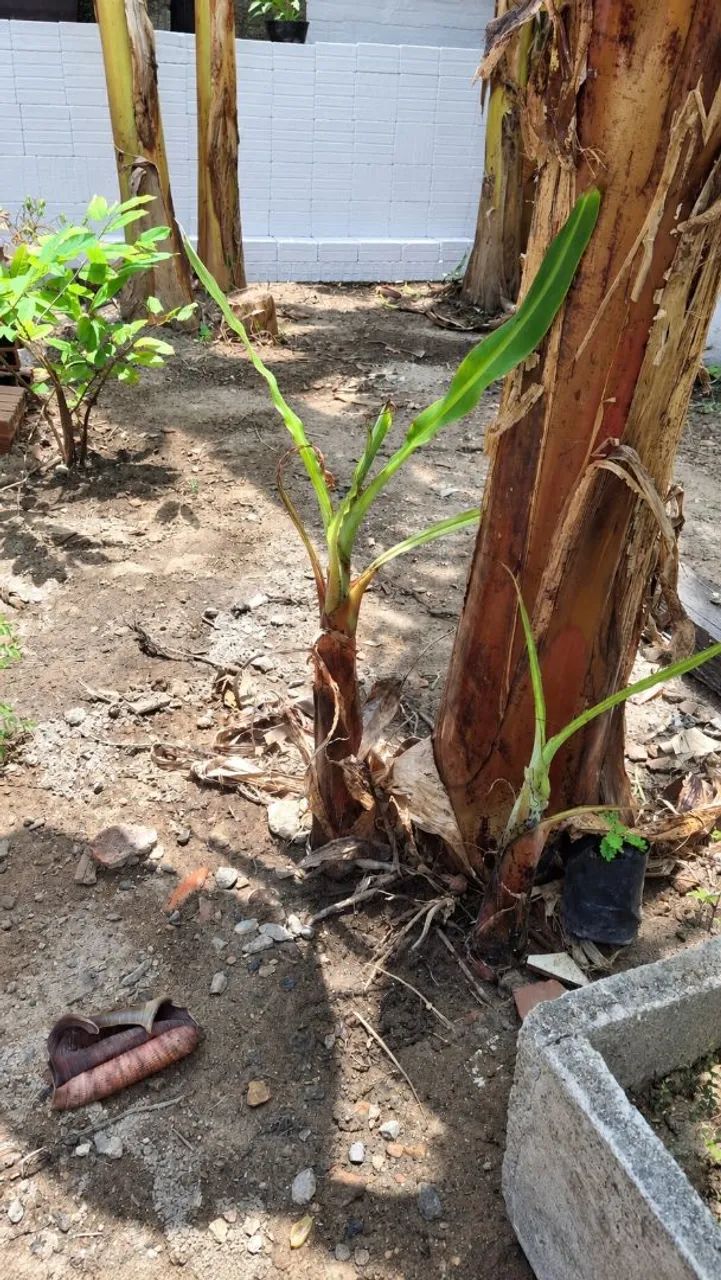 Muda de bananeira  - Foto 4