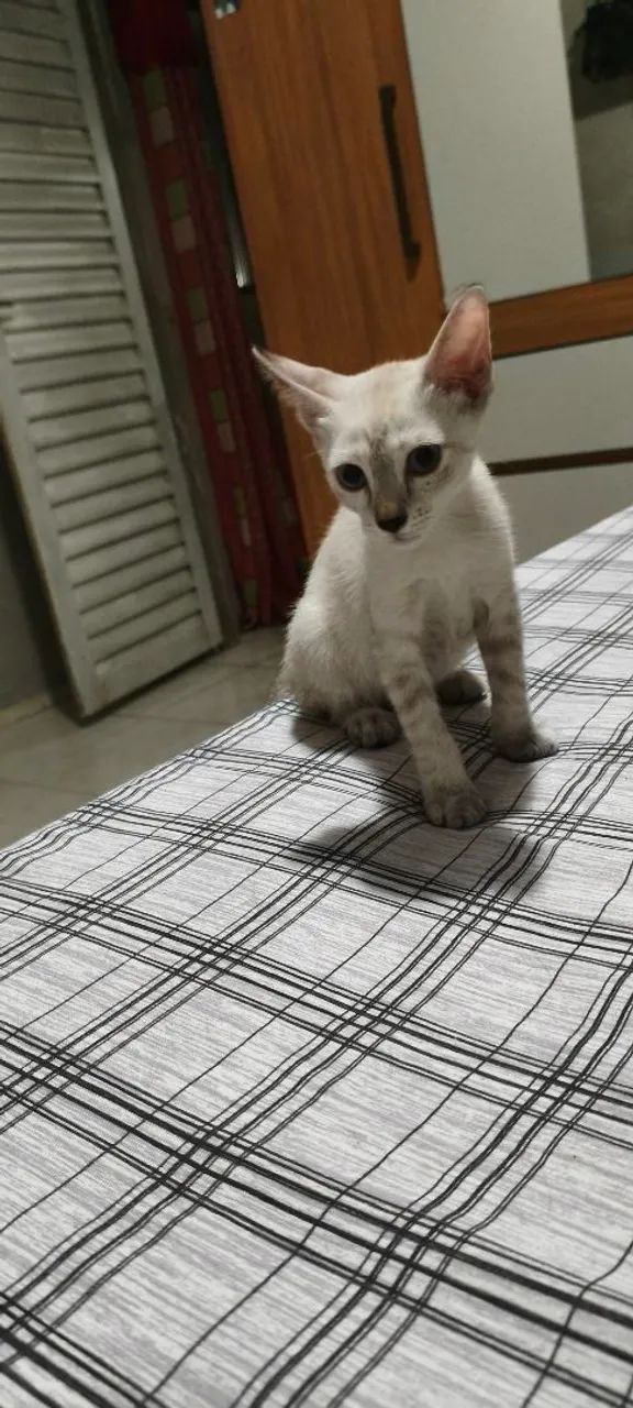 Gatinho para doação - Foto 2