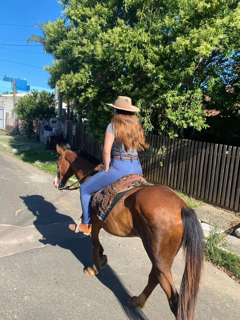 Cavalo castrado  - Foto 5
