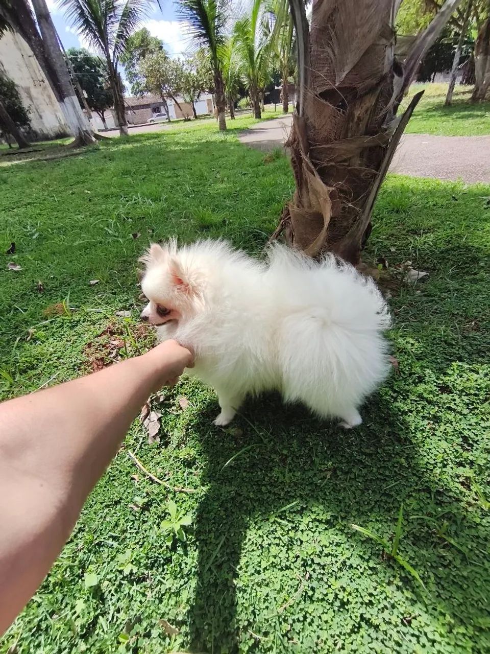 A procura de uma namorada. - Foto 2
