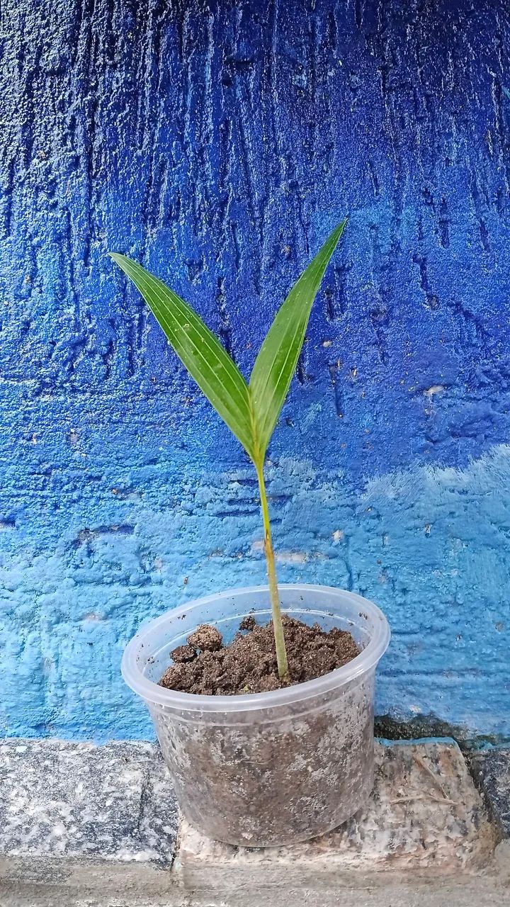 Semente e muda de mini palmeira imperial  - Foto 4