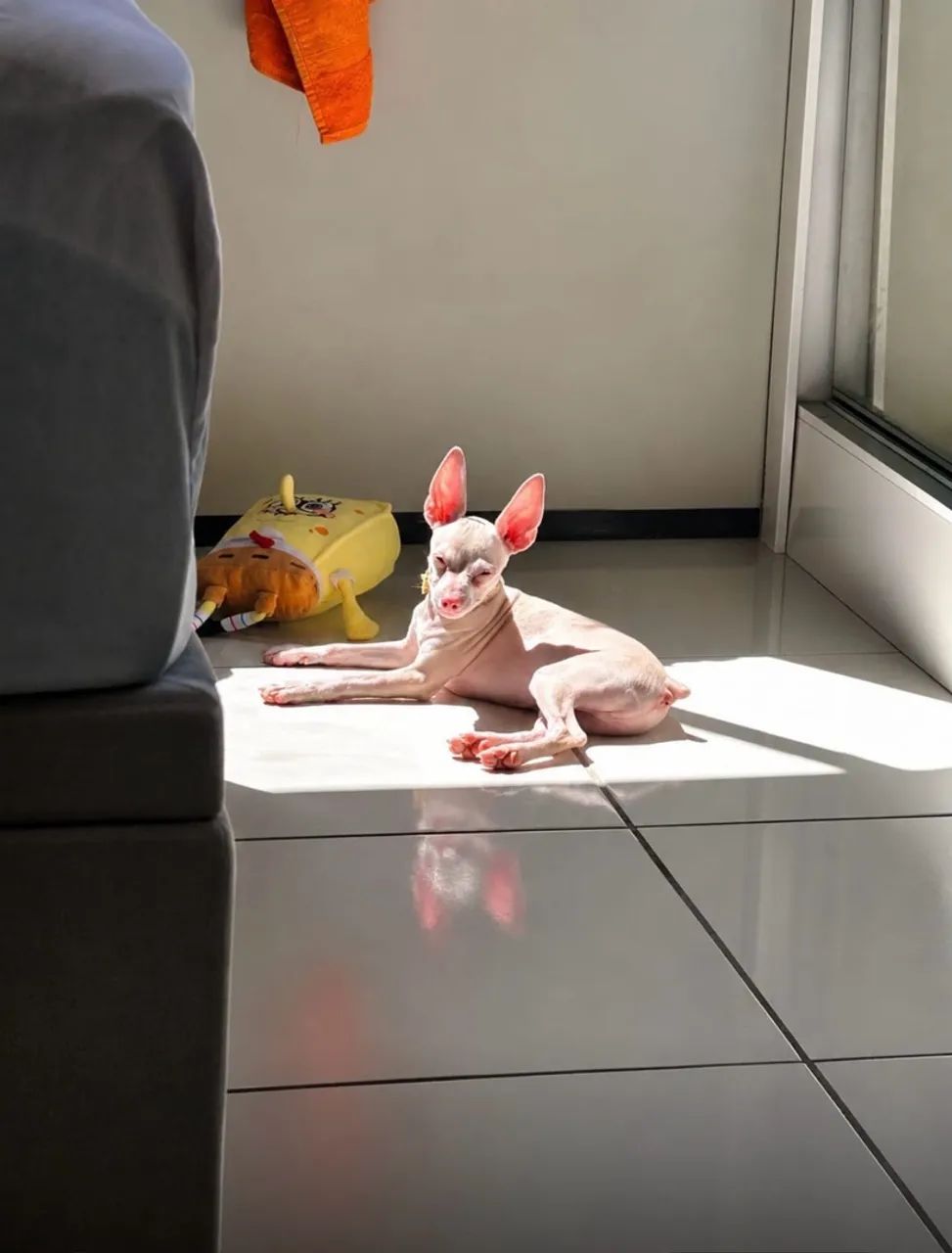 Pinscher Albino (Izabel) - Foto 4