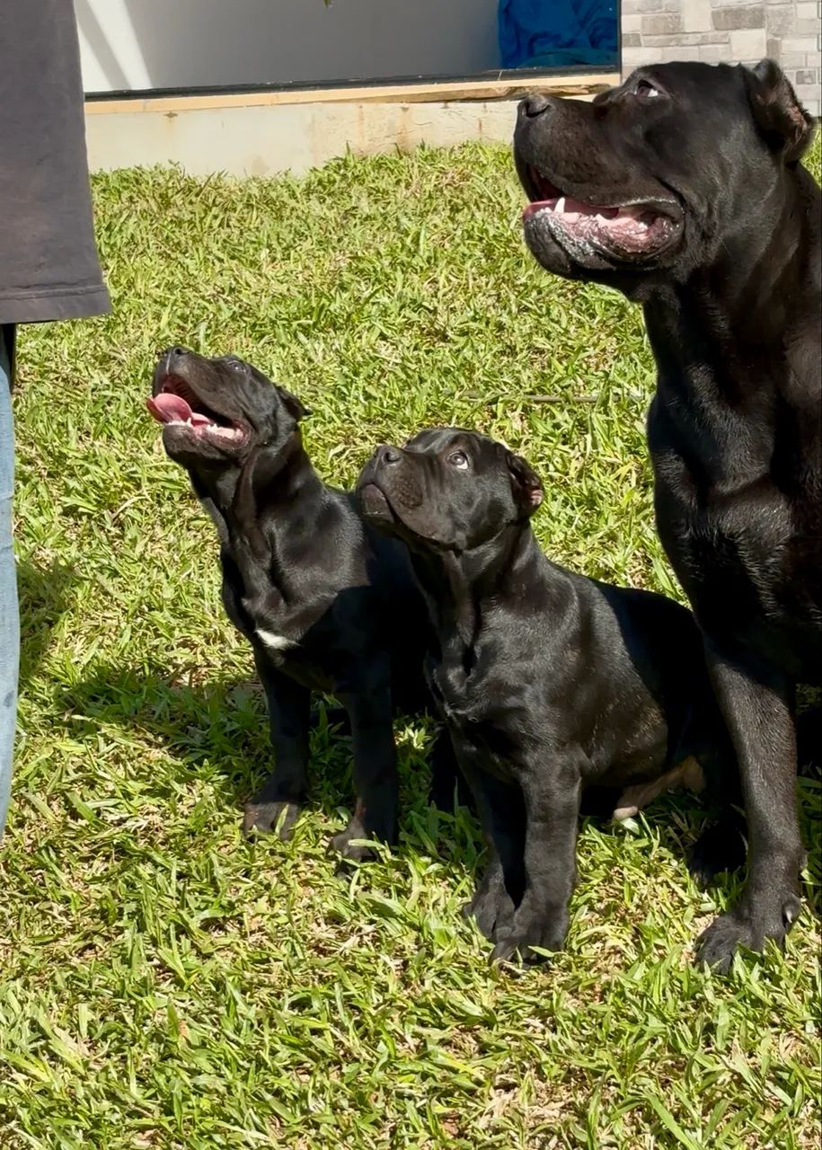 Cane Corso  - Foto 2