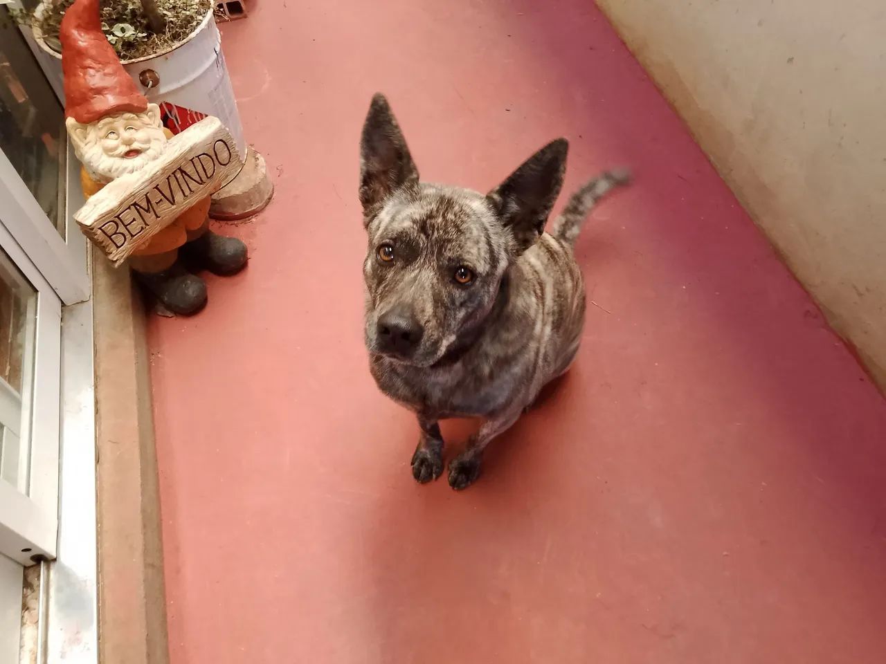 Doação BLUE Heeler