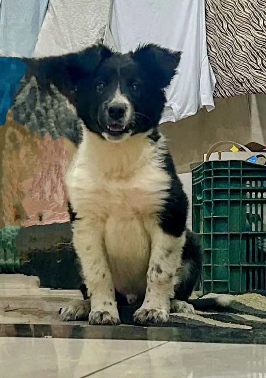 Filhote de boder collie - Foto 2
