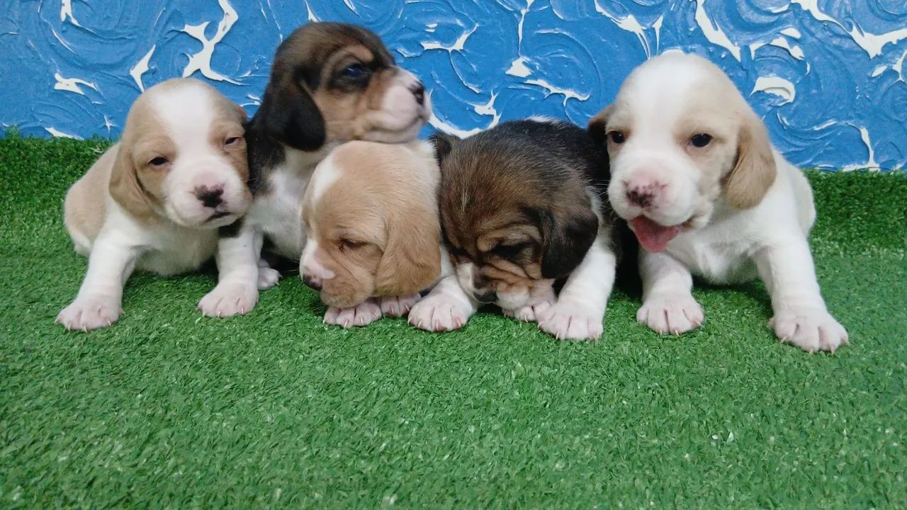 Filhotes de Beagle - Foto 3