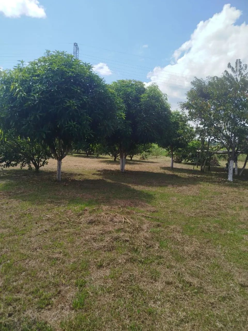 Chácara 200.000 - Foto 4