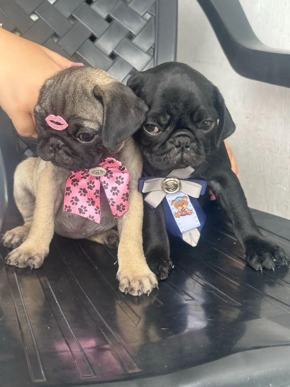 Pug com pedigree  - Foto 3