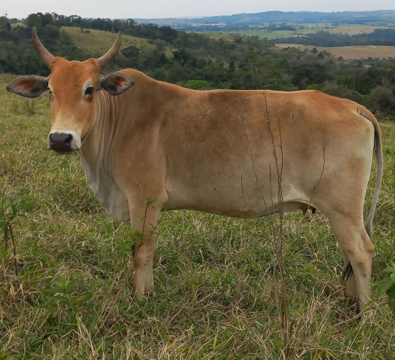 Vaca Anelorada Prenha - Foto 2
