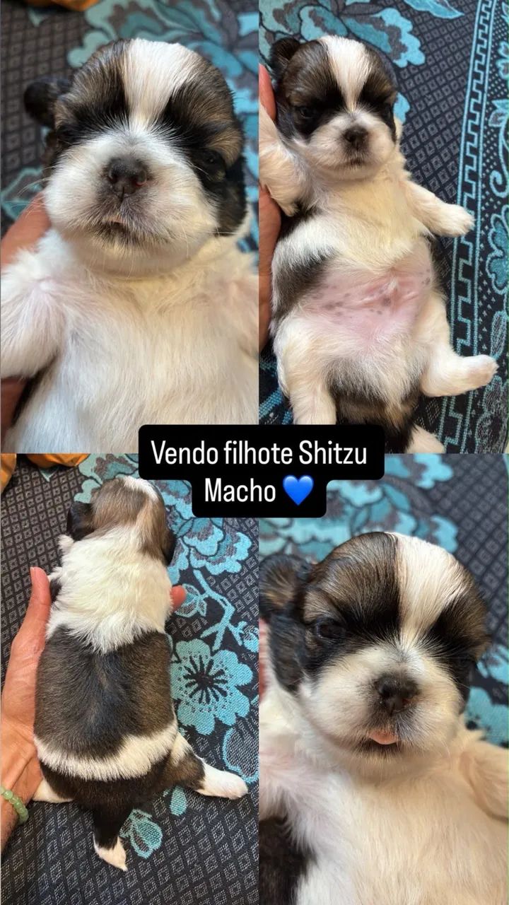 Raça Shitzu  - Foto 4