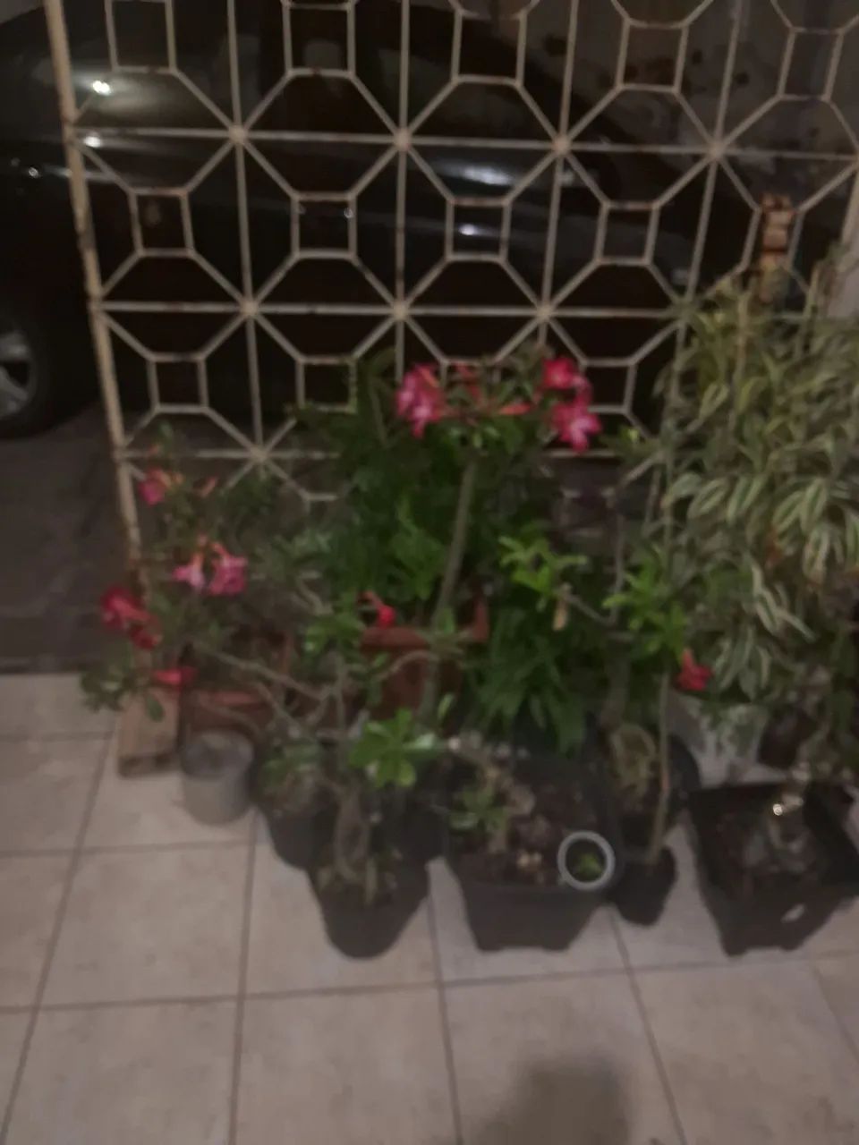 Rosas do Deserto - Foto 2