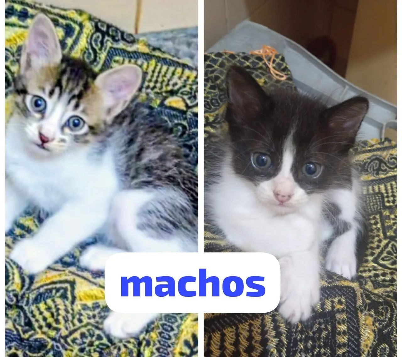 Gatinhos machos, só  restam 2 (ler descrição) - Foto 2