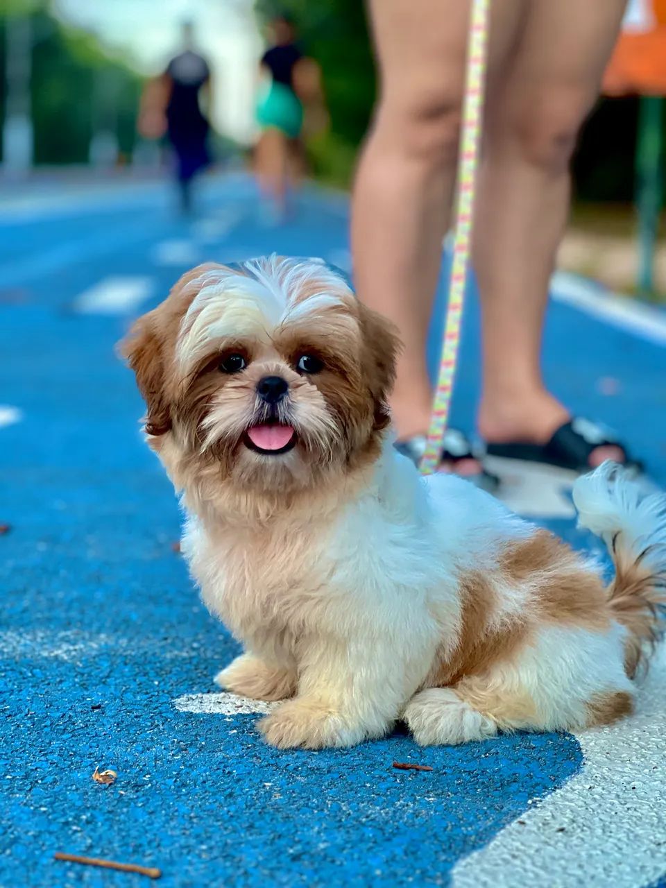 Cachorro  - Foto 2