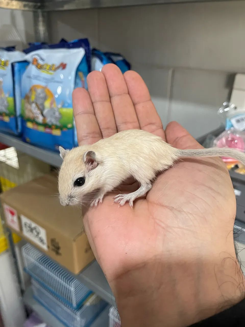 Gerbil filhotes - Foto 3