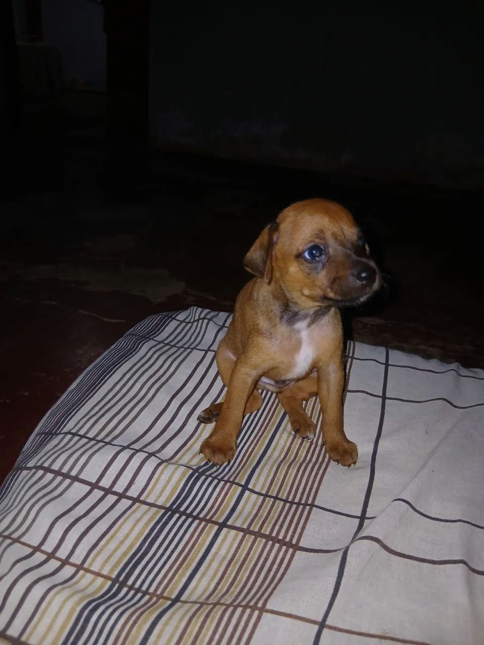 Animais  - Foto 3