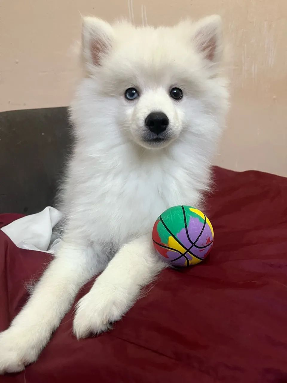Pomsky - Foto 3