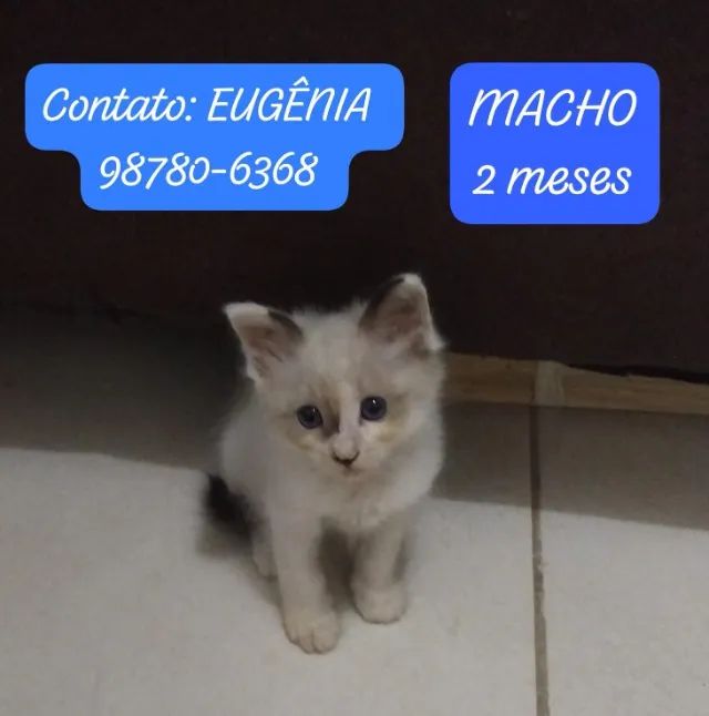Adote um gatinho  - Foto 3