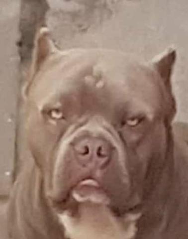 Filhotes American Bully Pocket disponíveis
