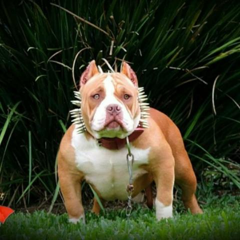American bully p/ cruzar - Foto 3