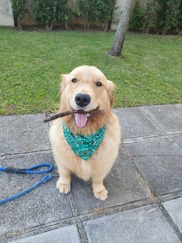 Golden Retriever Fêmea