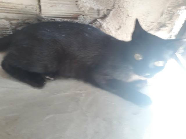 Gatos pra doar Leia o anúncio por favor - Foto 3
