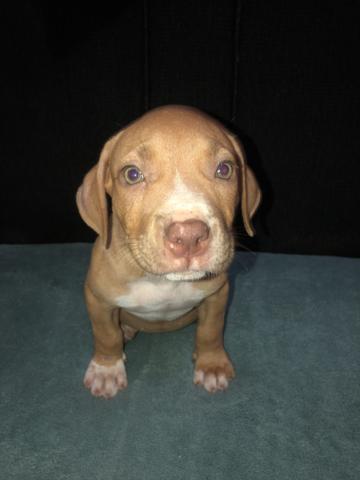 Filhotes de pit bull