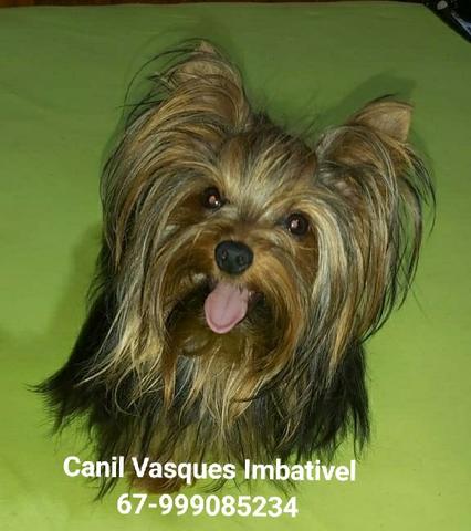 Machinho de yorkshire terrier com pedigree - Foto 3