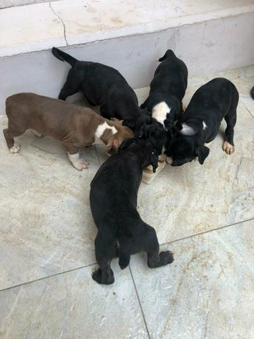 Vendo filhotes de PITBULL - Foto 2