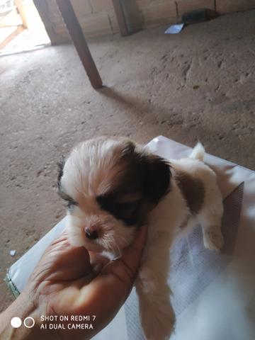 Shitzus a venda - Foto 2