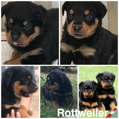 Rottweiler com pedigree e microchip - Foto 2