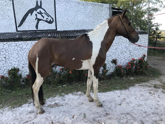 Cavalo pampa de marcha picada - Foto 5