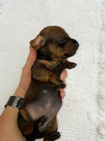 Filhote de Dachshund basset salsichinha "cofap" - Foto 5